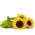 Flower of sunflower